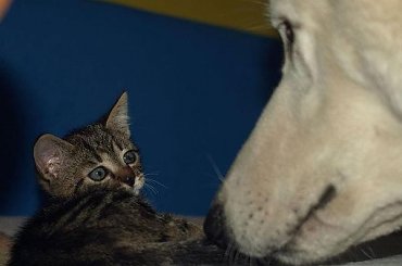 #BiałyOwczarekSzwajcarski #BiałeOwczarkiSzwajcarskie #OwczarekDługowłosy #BiałyOwczarek #HodowlaFCI #ZChatyLeona #StareSiołkowice #GminaPopielów