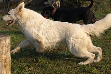 #BiałyOwczarekSzwajcarski #BiałeOwczarkiSzwajcarskie #OwczarekDługowłosy #BiałyOwczarek #HodowlaFCI #ZChatyLeona #StareSiołkowice #GminaPopielów