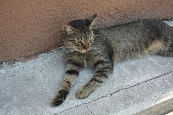 Pieszczoch-burasek do adopcji 8