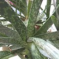 Gasteria