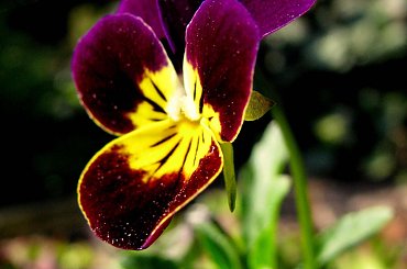 #Bratki #kwiatki #ogród