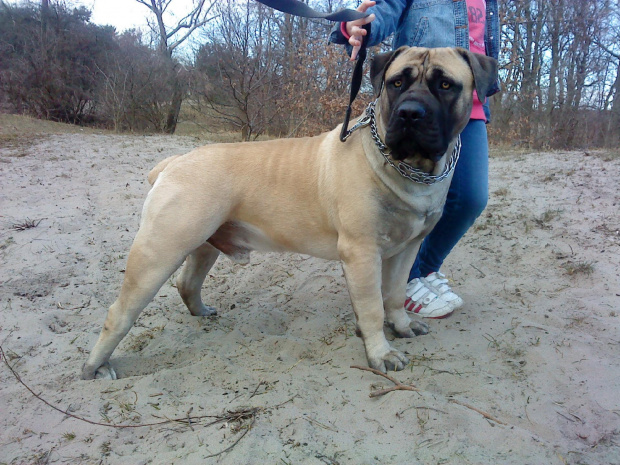 boerboel Shek Xanti Land Szejk #BoerboelShekXantiLandSzejkPolska