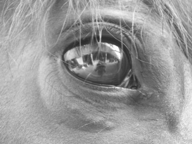 #oko #konie #hobby #zwierzęta