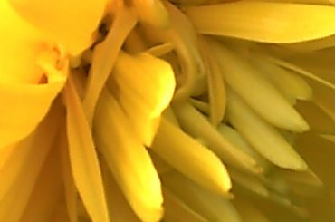 #makro #kwiat #ZBliska #żółty