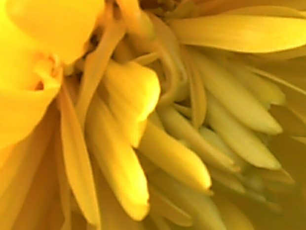 #makro #kwiat #ZBliska #żółty