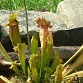 Sarracenia Purpurea x Leucophylla