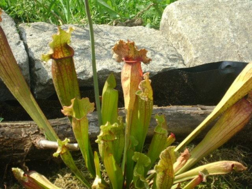 Sarracenia Purpurea x Leucophylla