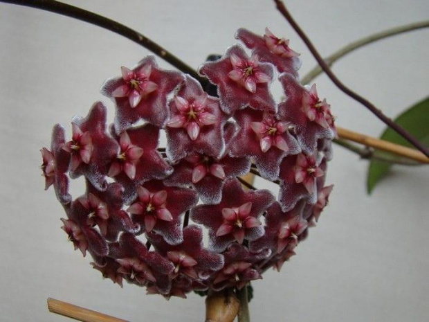 Hoya pubicalyx 'silver pink'