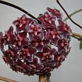 Hoya pubicalyx 'silver pink'