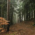 #las #drzewa #RoślinyPrzyroda #natura #jesień #pochmurno #mglisto