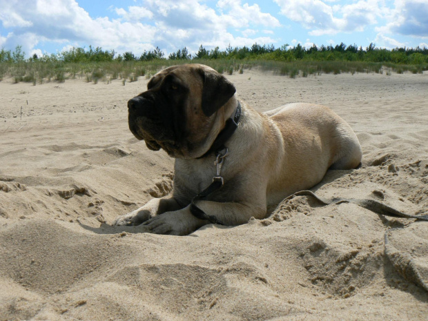 boerboel Shek Xanti Land Polska Gdańsk mastif afrykański