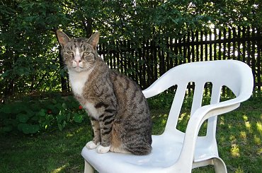 #koty #kot #adopcja #adopcje #zwierzęta #pomoc #Gliwice #schronisko #zaadoptuję #przygarnę #kotki #kocięta