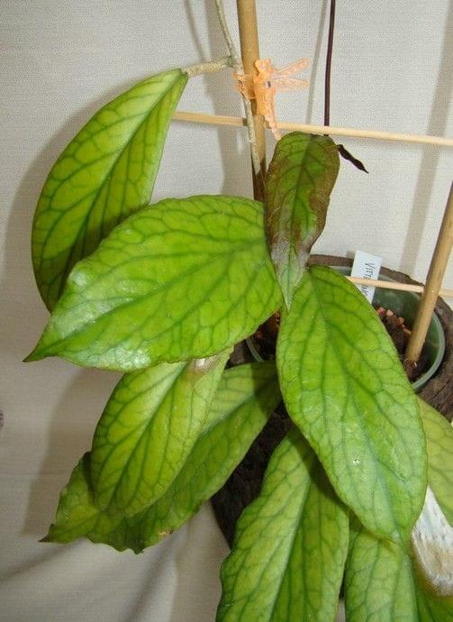 Hoya vittelinoides