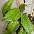 Hoya vittelinoides