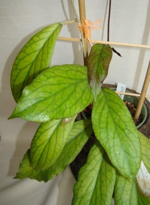 Hoya vittelinoides