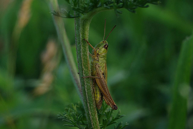 Konik polny