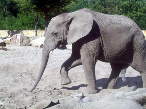 Słoń #warszawa #zoo #zwierzęta