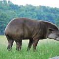 #Tapir