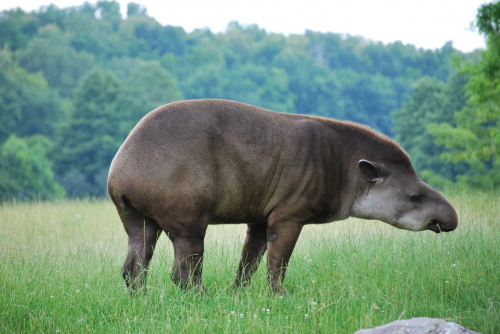 #Tapir