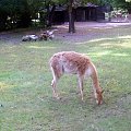 Wikunia #warszawa #zoo #zwierzęta