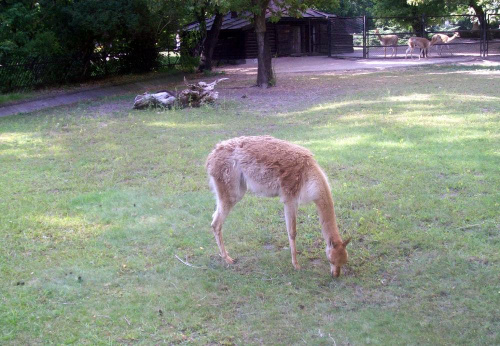 Wikunia #warszawa #zoo #zwierzęta