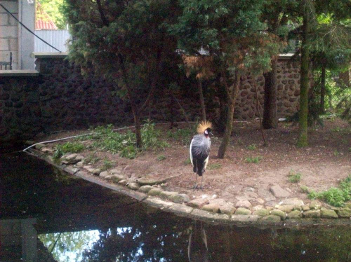 Żuraw koroniasty #warszawa #zoo #zwierzęta