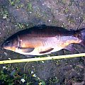 carp 64cm