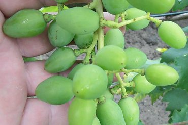 AT 6-3 sk #grona #winorośl