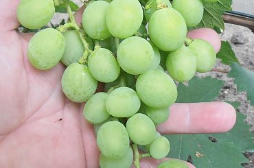 Rozowaja Dymka #grona #winorośl