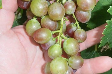 Pola #grona #winorośl