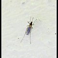 komar #owady