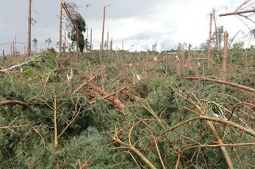 po trąbie powietrznej #BoryTucholskie #las #tornado #TrabaPowietrzna #TrąbaPowietrzna