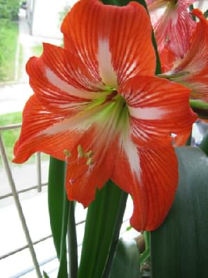 #hippeastrum