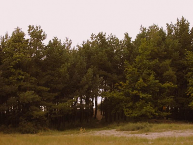 #wydmy #las #drzewa