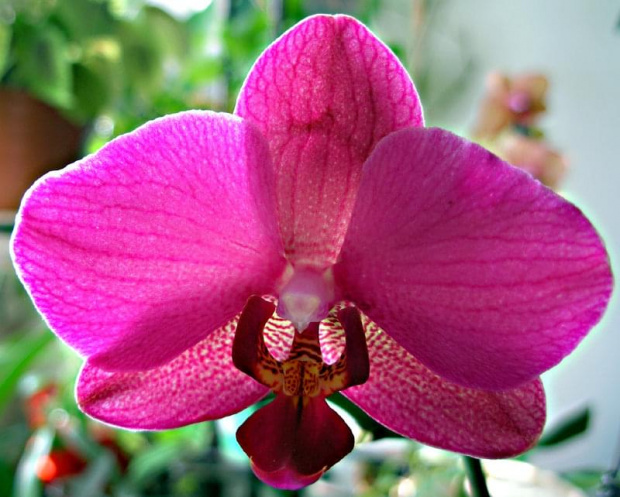 phalenopsis