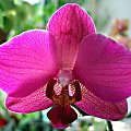 phalenopsis