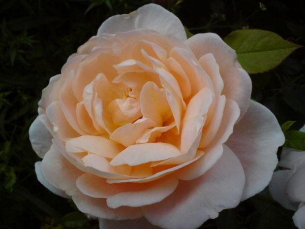 Rosa Ambridge Rose