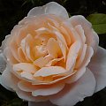 Rosa Ambridge Rose