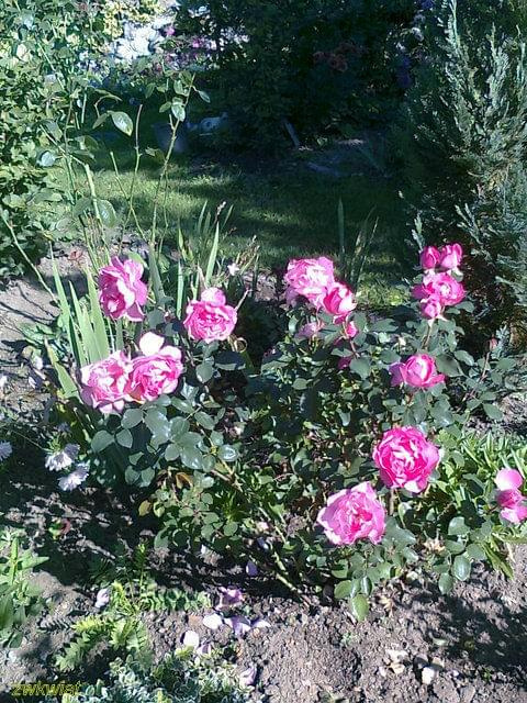 #kwiaty #ogród