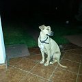 adopcja