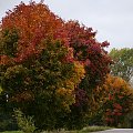 polska jesień drzewo 3 #PolskaJesień