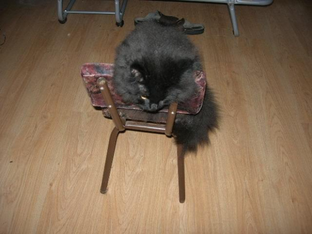 Uwielbia medytować.. #kot #norweski #leśny #czarny