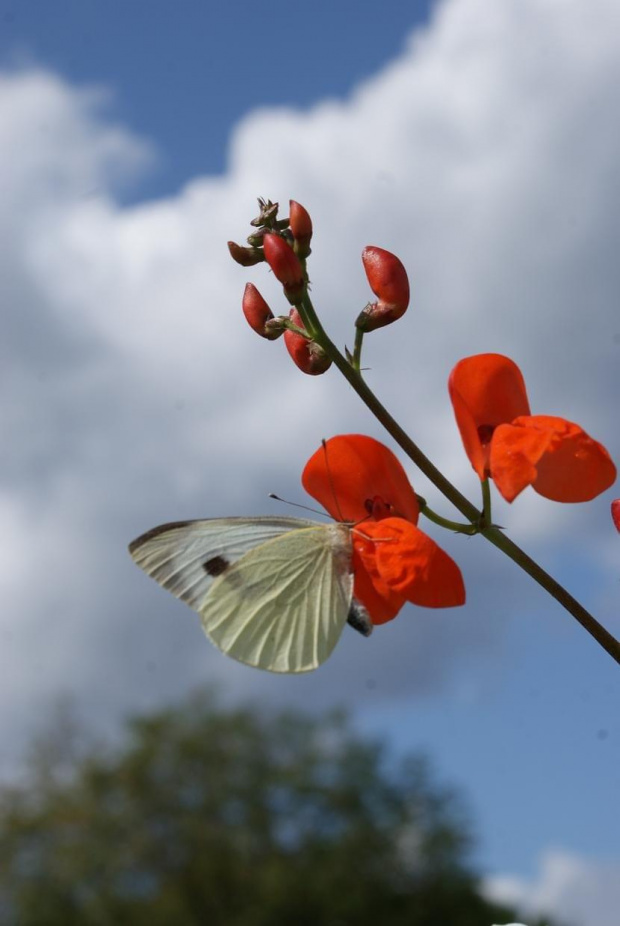 #motyl