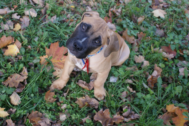 pepe - boerboel #Boerboel