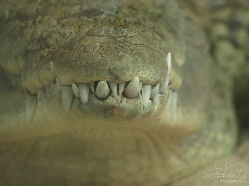 Uśmiech, Ogród zoologiczny w Debreczynie (HU), 04.2008
[Olympus E-410, Zuiko Digital Tele 40-150] #aligator #drapieżnik #krokodyl #OgródZoologiczny #zęby #zoo #tele