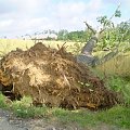 Skutki nawałnicy w Piaskach Wielkopolskich