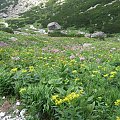 Bujny ogród ziołorośli za chwilę zmieni się w surowy kamienny świat #Góry #Tatry