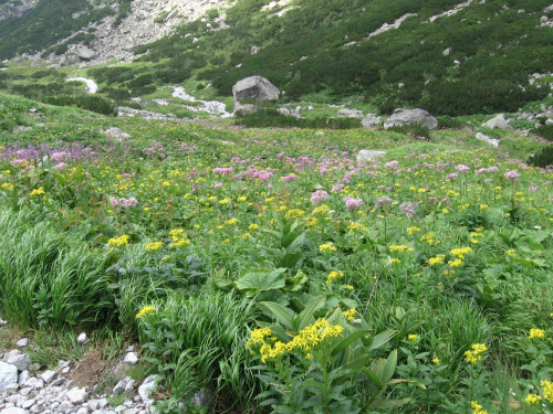 Bujny ogród ziołorośli za chwilę zmieni się w surowy kamienny świat #Góry #Tatry