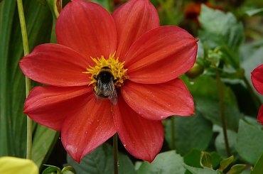 pracowity #dalia #trzmiel #ogród