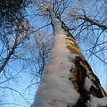 Zimowy las. #drzewa #zima #las #słońce #mróz #śnieg